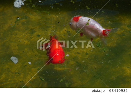 水元公園の金魚（ランチュウ） 68410982