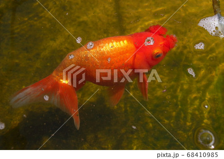 水元公園の金魚(ハナフサ) 水元公園の金魚(ハナフサ) 68410985
