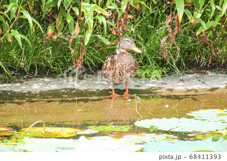 マガモのエクリプス マガモのエクリプス 68411393
