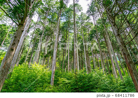 ヒノキ林（8月） 68411786