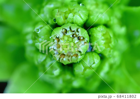 フキノトウの花 フキノトウの花 68411802