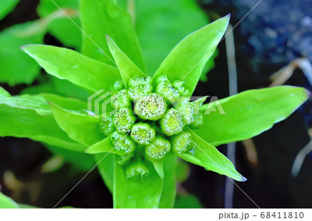 フキノトウの花 68411810