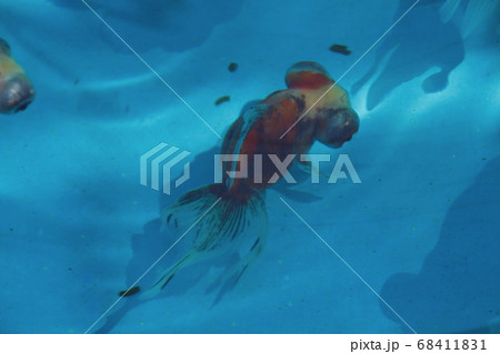 水元公園の金魚（三色出目金） 68411831