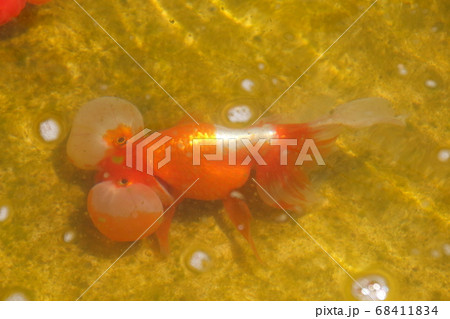 水元公園の金魚(スイホウガン) 水元公園の金魚(スイホウガン) 68411834