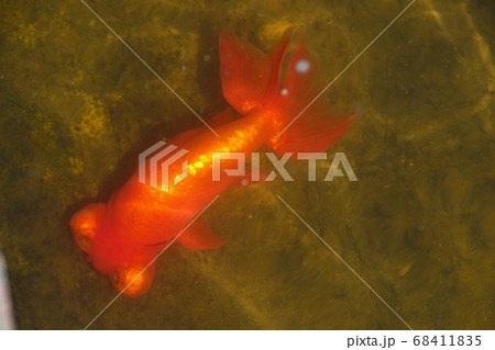 水元公園の金魚 チョウテンガン の写真素材 水元公園の金魚 チョウテンガン の写真素材