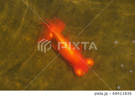 水元公園の金魚(チョウテンガン) 水元公園の金魚(チョウテンガン) 68411836