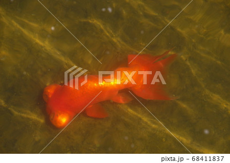 水元公園の金魚(チョウテンガン) 水元公園の金魚(チョウテンガン) 68411837