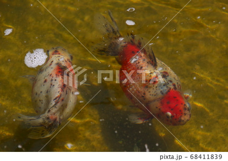 水元公園の金魚(ピンポンパール) 水元公園の金魚(ピンポンパール) 68411839