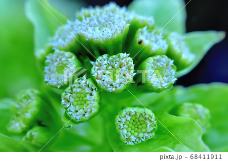 フキノトウの花 68411911
