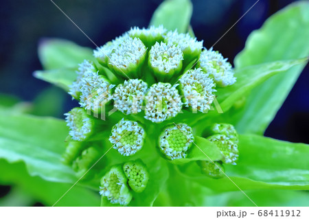 フキノトウの花 68411912