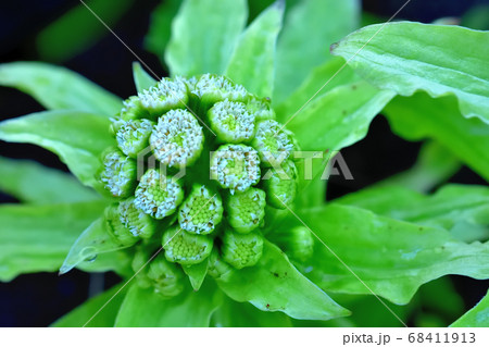フキノトウの花 68411913