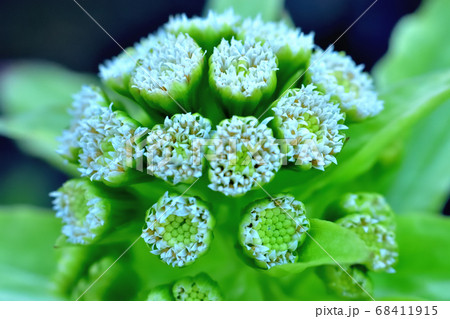 フキノトウの花 フキノトウの花 68411915