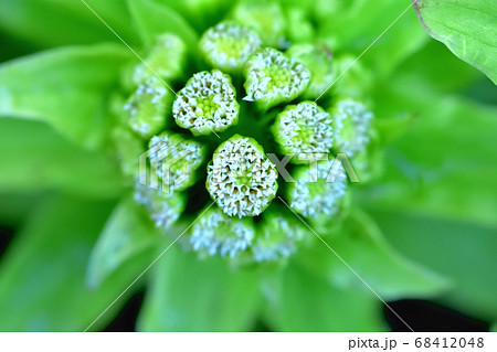 フキノトウの花 68412048