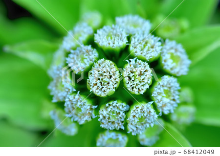 フキノトウの花 68412049
