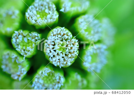 フキノトウの花 68412050