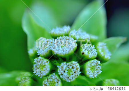 フキノトウの花 68412051