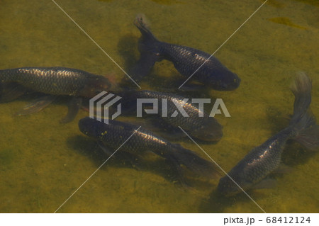 水元公園の金魚(ギンギョ) 水元公園の金魚(ギンギョ) 68412124