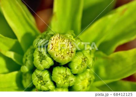 フキノトウの花 68412125