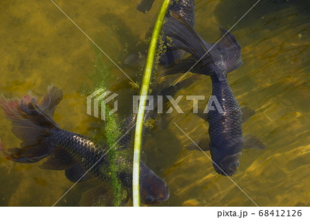 水元公園の金魚(ギンギョ) 水元公園の金魚(ギンギョ) 68412126
