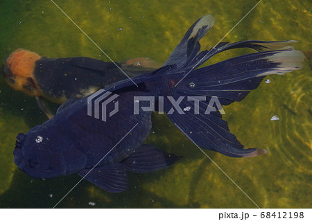 水元公園の金魚(セイブンギョ) 水元公園の金魚(セイブンギョ) 68412198