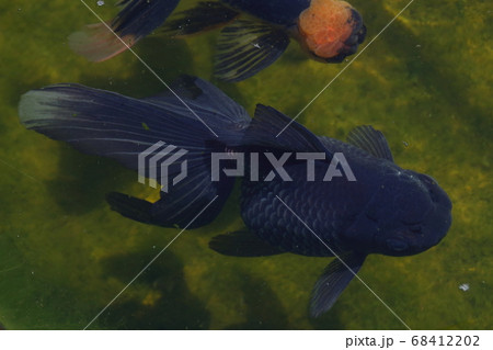 水元公園の金魚(セイブンギョ) 水元公園の金魚(セイブンギョ) 68412202