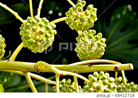 ヤツデの果実 68412718