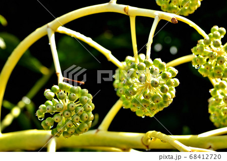 ヤツデの果実 68412720