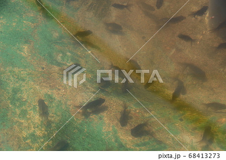 水元公園の金魚(リュウキン・幼魚) 水元公園の金魚(リュウキン・幼魚) 68413273