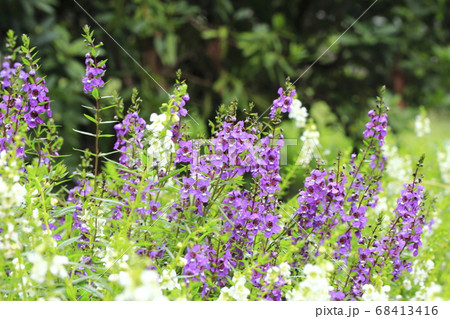 エンゲロニア（エンゲロニアエンジェルフェイス）　 68413416