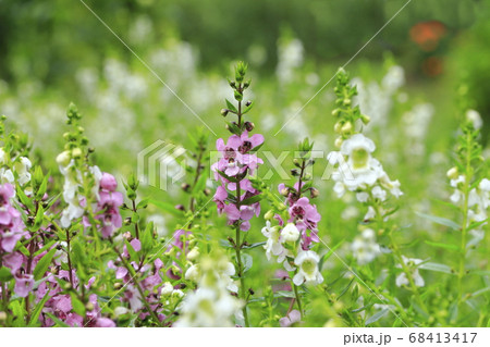 エンゲロニア（エンゲロニアエンジェルフェイス）　 68413417