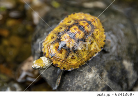 石の上のニホンイシガメ 石の上のニホンイシガメ 68413697