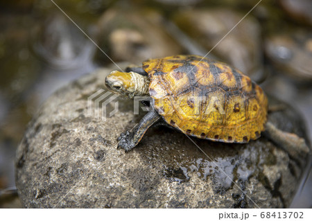 石の上のニホンイシガメ 石の上のニホンイシガメ 68413702