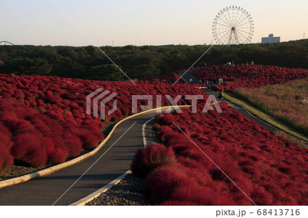 夕日に染まる、ひたち海浜公園「コキア」 夕日に染まる、ひたち海浜公園「コキア」 68413716
