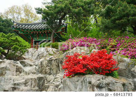 サツキ ツツジ 春 68413785