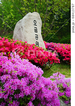 春 ツツジ 花 68413787