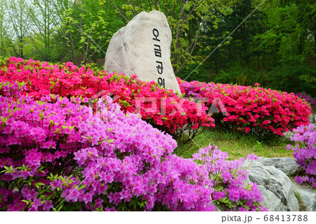 春 ツツジ 花 68413788