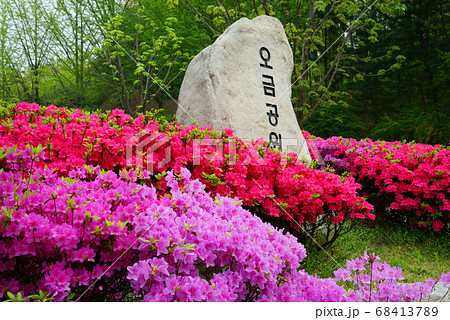 春 ツツジ 花 68413789