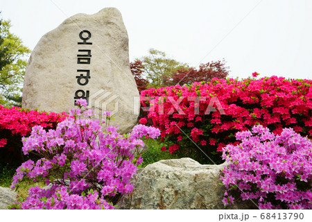 春 ツツジ 花 68413790