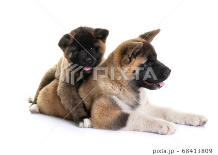 puppies american akita puppies american akita 68413809