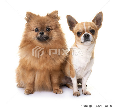 puppy pomeranian and chihuahua 68413810