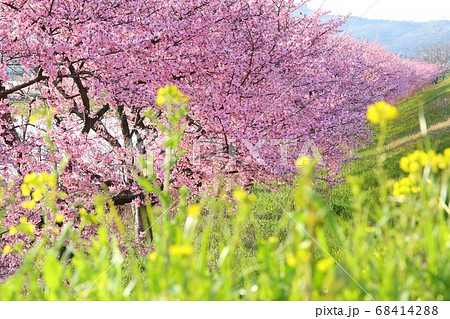 河津桜と土手の菜の花　伊豆　函南町 68414288