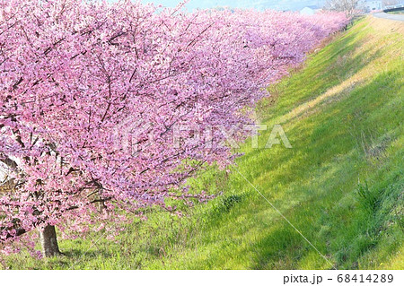 河津桜と土手の菜の花　伊豆　函南町 68414289