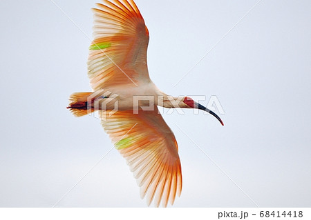 旋回するトキ 68414418