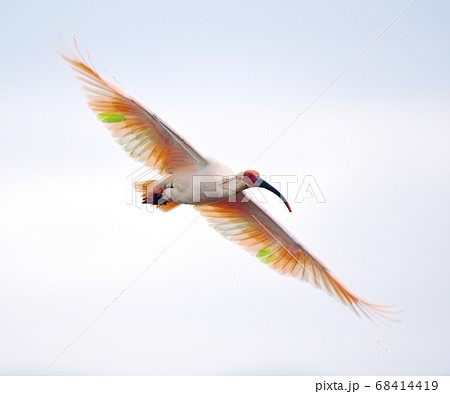 飛翔するトキ 68414419