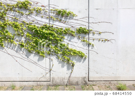 生命力を感じる壁の植物 生命力を感じる壁の植物 68414550