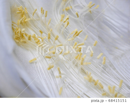 月下美人の花のパーツ01 68415151