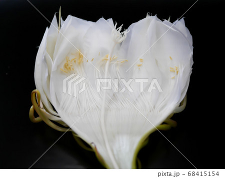 月下美人の花のパーツ03 68415154