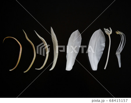 月下美人の花のパーツ06 68415157