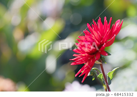 Closeup nature view of one bright red fresh dahlia 68415332