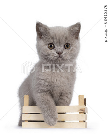 Lilac British Shorthair kitten on white background Lilac British Shorthair kitten on white background 68415376